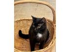 Adopt Inky a Domestic Short Hair