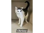 Adopt Chrissy a Domestic Short Hair