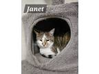 Adopt Janet a Domestic Short Hair