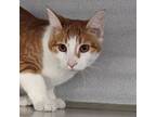 Adopt Stella a Domestic Short Hair