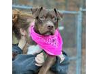 Adopt Scrunch a American Staffordshire Terrier, Chocolate Labrador Retriever