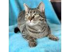 Adopt Vienna a Tabby, Domestic Short Hair