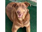 Adopt Penelope JR a Husky / Shepherd (Unknown Type) / Mixed dog in St Louis