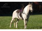  [url removed] PALOMINO TWH GELDING