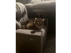 Adopt Nova a Tortoiseshell Domestic Shorthair (short coat) cat in Burton