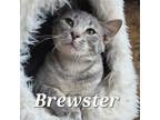 Adopt Brewster a Gray or Blue American Shorthair / Mixed cat in Liberty