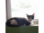Adopt Missy a Calico or Dilute Calico Domestic Shorthair / Mixed cat in