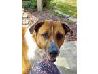 Adopt Colby a Red/Golden/Orange/Chestnut - with White Retriever (Unknown Type) /