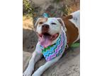 Adopt Kendal a Boxer, American Staffordshire Terrier
