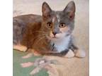 Adopt Meo a Domestic Medium Hair, Domestic Short Hair