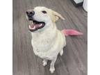 Adopt Luna a Husky, Retriever