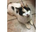 Adopt Mabel a Calico