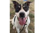 Adopt Concha a Pit Bull Terrier