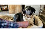 Adopt BENIE a American Staffordshire Terrier, American Bully
