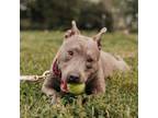 Adopt Geena a American Staffordshire Terrier