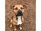 Adopt Luna a Black Mouth Cur