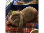 Adopt Heidi and Hans a English Lop