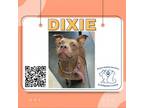 Adopt Dixie a Pit Bull Terrier
