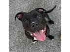 Adopt Shadow a American Staffordshire Terrier, Boxer