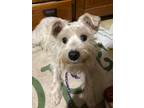 Adopt Tia a Miniature Schnauzer