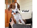 Adopt Violet a Foxhound