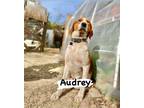 Adopt Audrey a Foxhound
