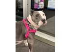 Adopt Artemis a Pit Bull Terrier, American Staffordshire Terrier