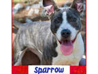 Adopt Sparrow - LAKE VILLAGE, IN a American Staffordshire Terrier