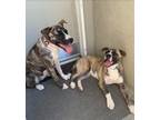 Adopt lucy and lulu a Boxer, Labrador Retriever