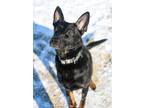 Adopt Pepper a German Shepherd Dog