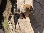 Adopt Gemma a Rhodesian Ridgeback, Pit Bull Terrier