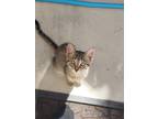 Adopt Kiki a American Shorthair