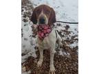 Adopt Junior a Hound