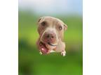 Adopt Hanson a Pit Bull Terrier