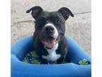 Adopt Angelo a Staffordshire Bull Terrier, Basset Hound