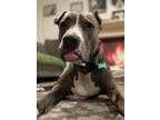 Adopt Grommet a Pit Bull Terrier, Boxer