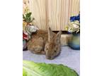 Adopt Calvin (Vancouver) a Bunny Rabbit