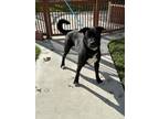 Adopt BUZZ a Labrador Retriever, Mixed Breed