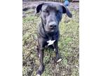 Adopt bean a Labrador Retriever, Mixed Breed