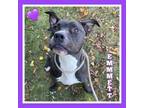 Adopt Emmett a Pit Bull Terrier, Staffordshire Bull Terrier