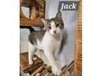 Adopt Jack a Domestic Short Hair