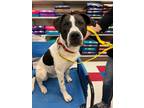 Adopt Ace a Border Collie