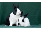 Adopt Wigglytuff & Jigglypuff a Bunny Rabbit