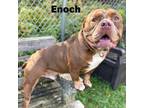 Adopt Enoch 230785 a Mixed Breed