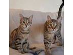 Adopt Ezra & Wren *(Bonded Pair) a Domestic Short Hair, Tabby