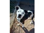 Adopt Cobalt a Pit Bull Terrier, Mixed Breed