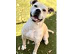 Adopt Packard a American Staffordshire Terrier, Mixed Breed
