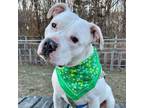 Adopt Tucker a American Staffordshire Terrier