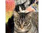 Adopt Beren a Tabby, Domestic Short Hair