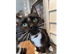 Adopt Slim Shady (2) a American Shorthair